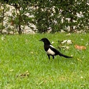 Black-billed Magpie