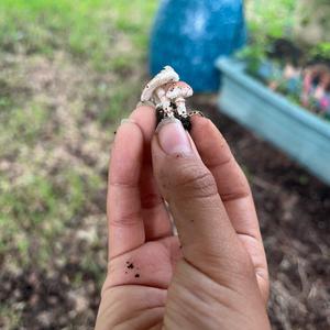 Unknown Species