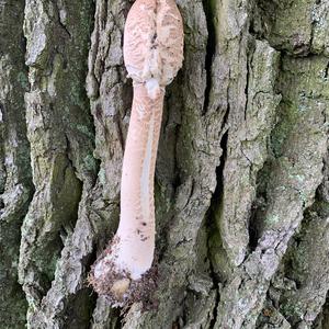 Parasol Mushroom