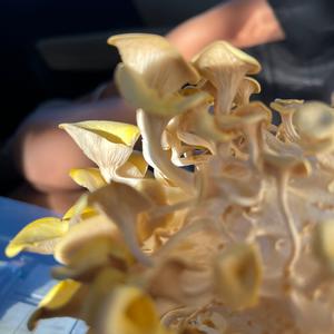 Unknown Species