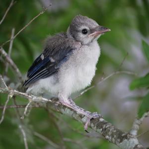 Blue Jay