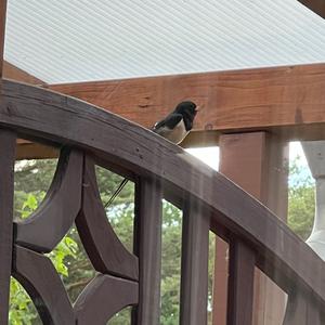 Barn Swallow