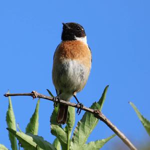 European stonechat