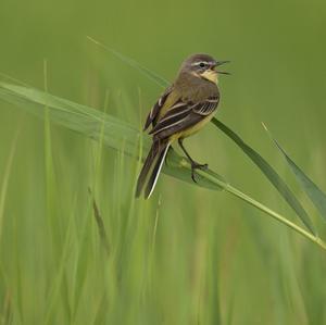 Yellow Wagtail