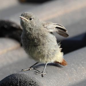 Black Redstart