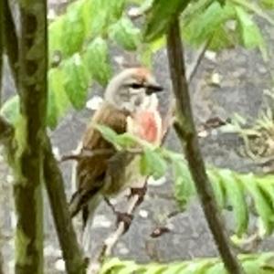 Eurasian Linnet