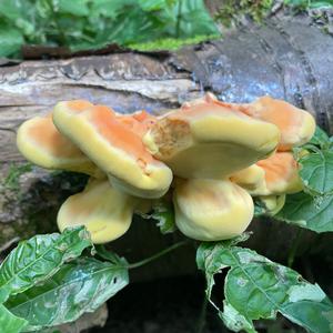 Chicken Mushroom