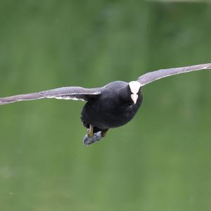 Common Coot