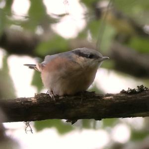 Wood Nuthatch
