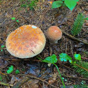 Unknown Species