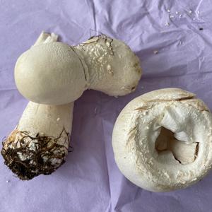 Unknown Species