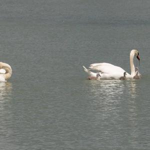 Mute Swan