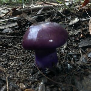 Unknown Species