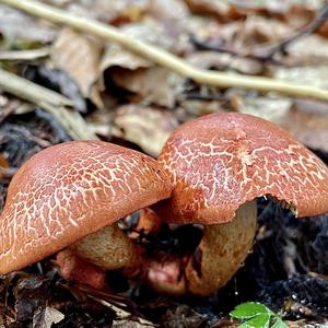 Red-dappled Web Cap