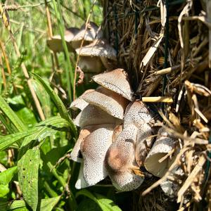 Unknown Species