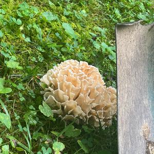 Eastern Cauliflower Mushroom