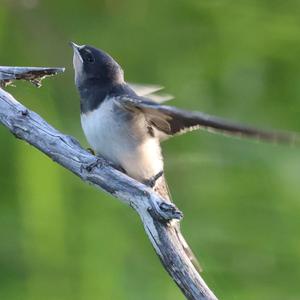Barn Swallow