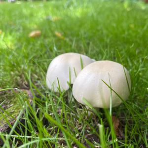 Unknown Species