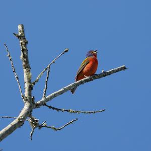 Painted Bunting