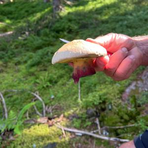 Unknown Species