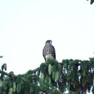 Merlin