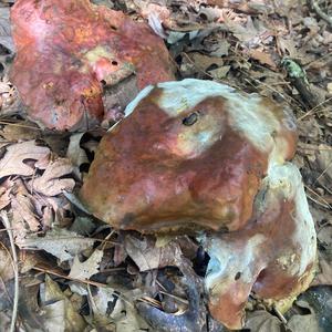 Unknown Species