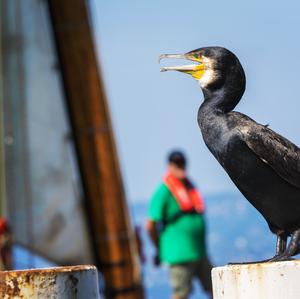 Great Cormorant