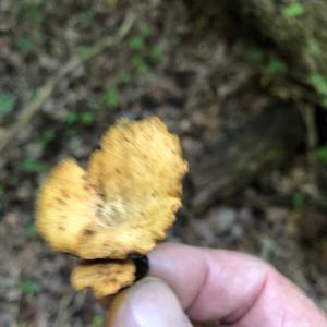Black-footed Polypore