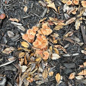 Unknown Species