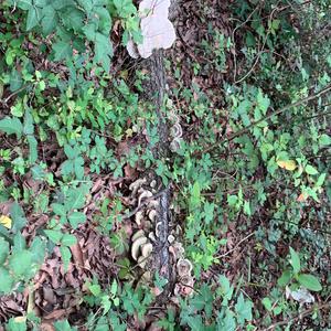 Unknown Species