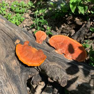 Unknown Species