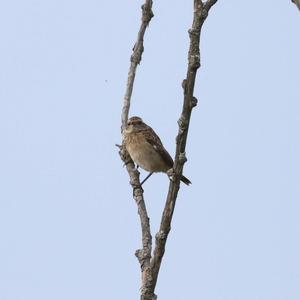 Braunkehlchen