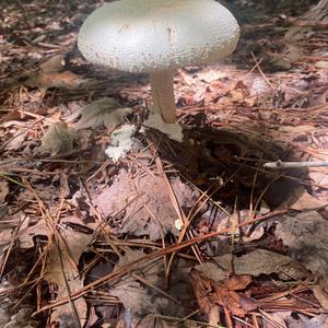 Unknown Species