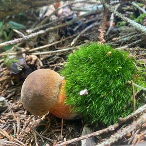 Dotted-stem Bolete