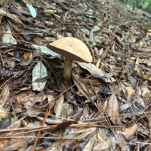 Unknown Species