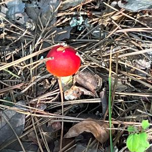 Unknown Species