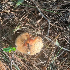 Unknown Species