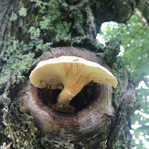 Unknown Species