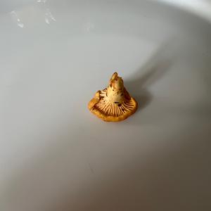 Unknown Species