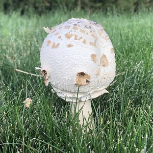 Unknown Species