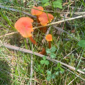Unknown Species