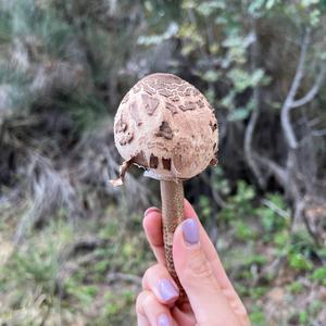 Unknown Species