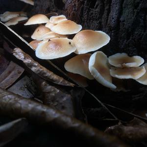 Smoky-gilled Hypholoma