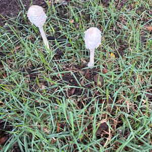 Unknown Species