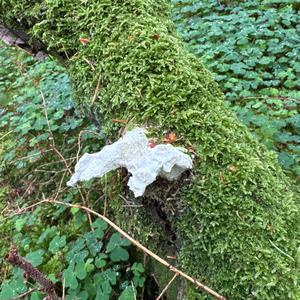 Unknown Species