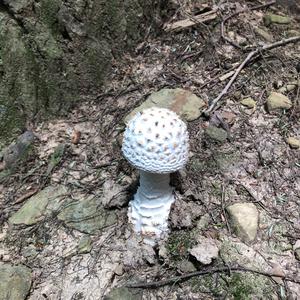 Unknown Species