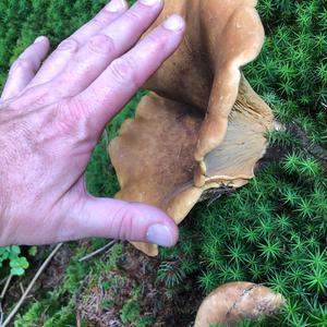 Unknown Species