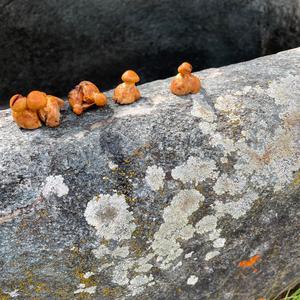 Unknown Species