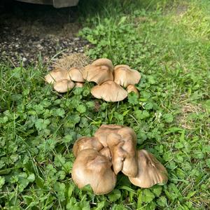 Unknown Species