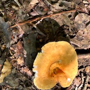 Unknown Species